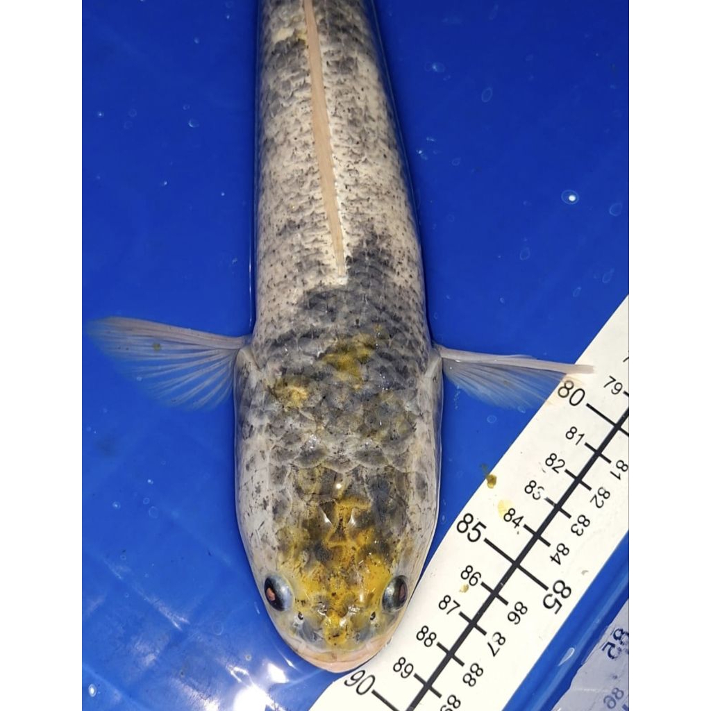 channa albino channa marble gabus striata albino