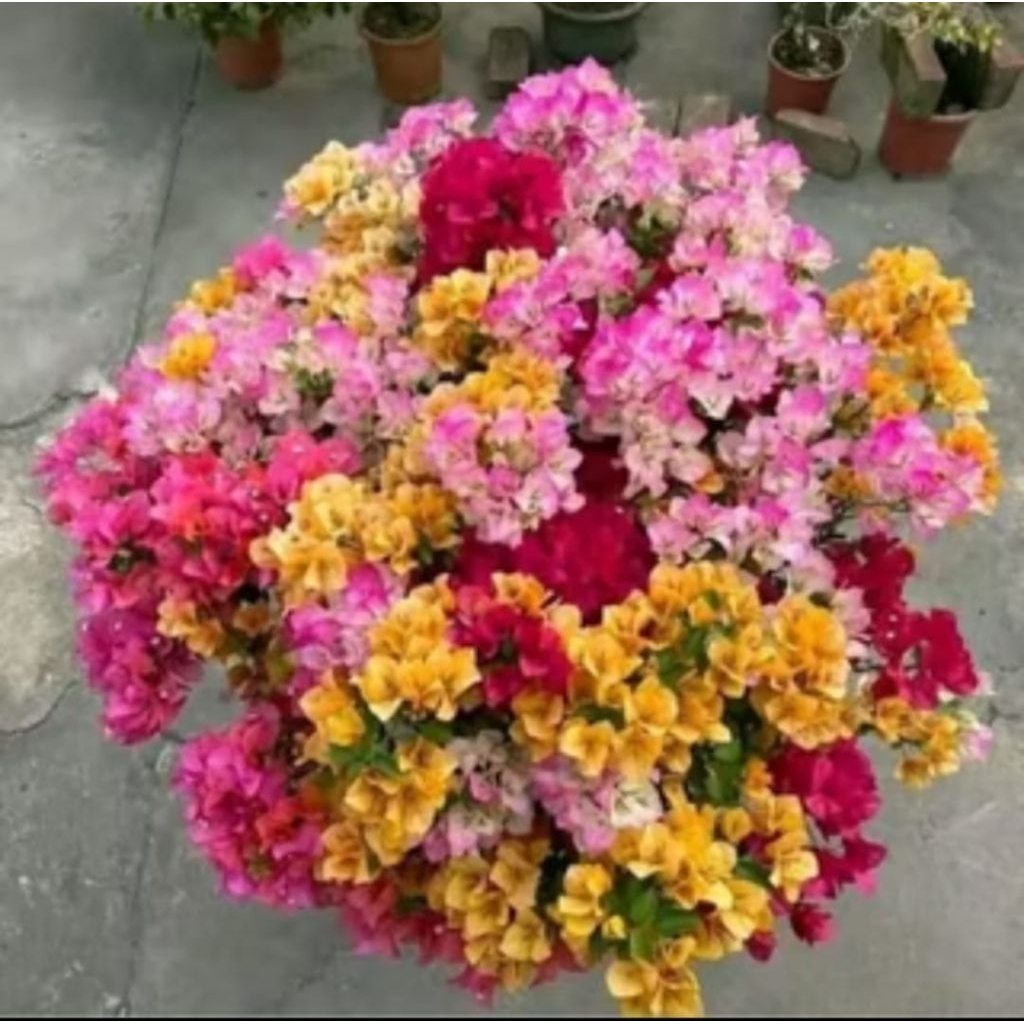 Tanaman Hiass Bougenville 4 Warna Tanaman Hidup Murah