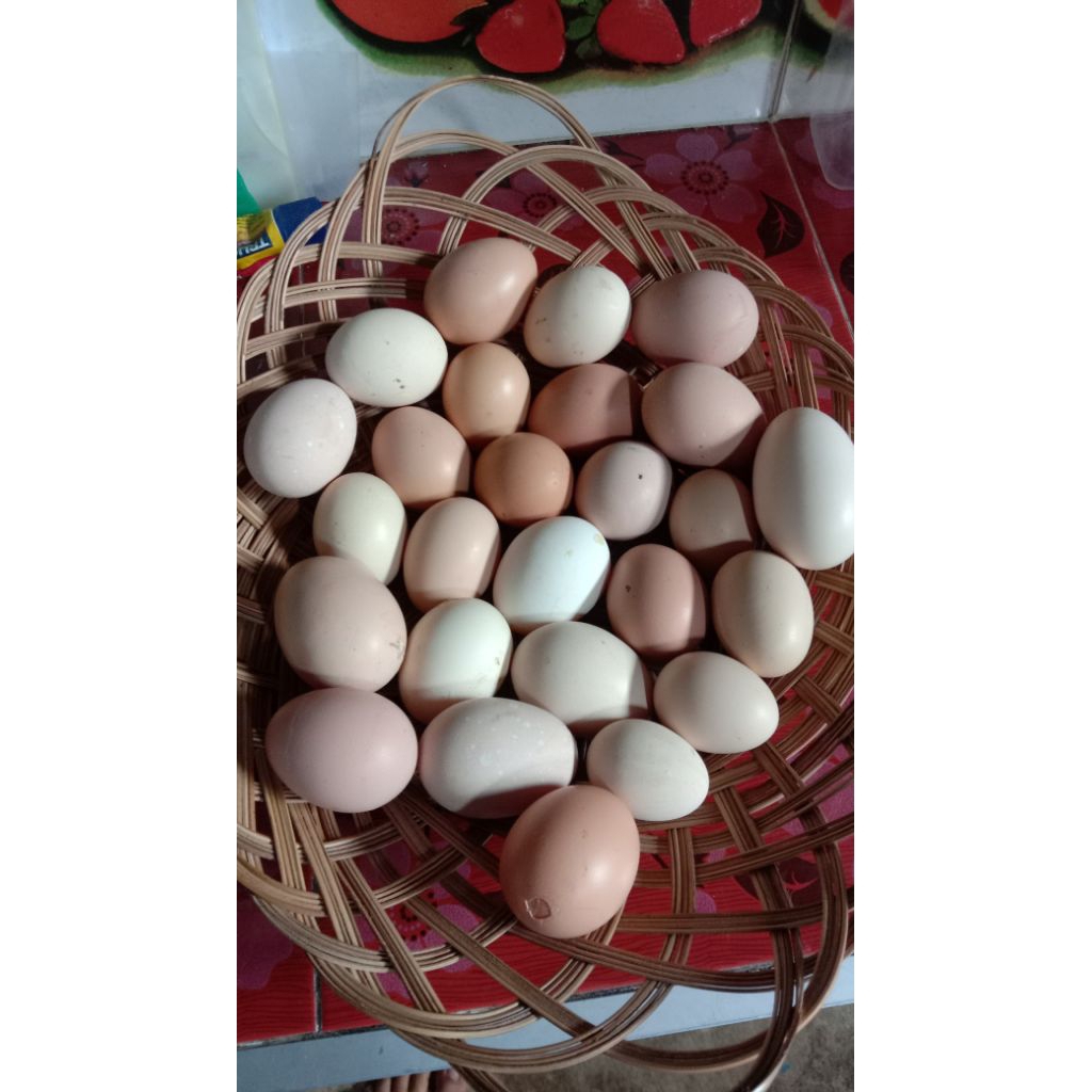 Telur tetas ayam kampung petelur Elba