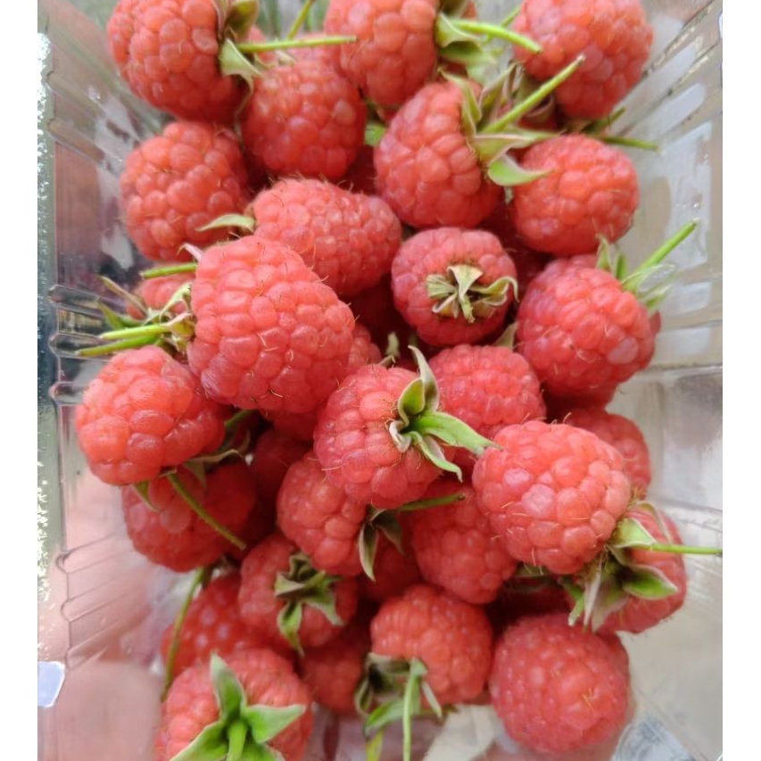 Raspberry Fresh Pack (pre-order)