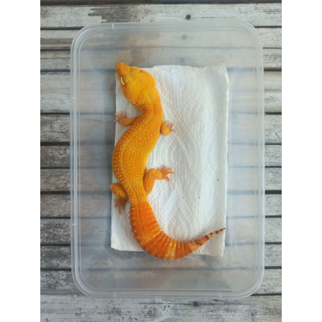 MAINAN GECKO SUNGLOW