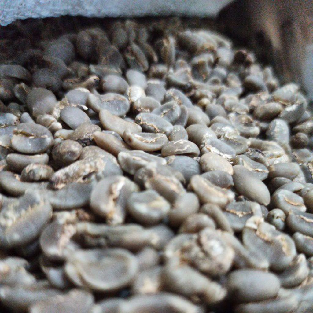 Biji Kopi Mentah Arabika Lintong