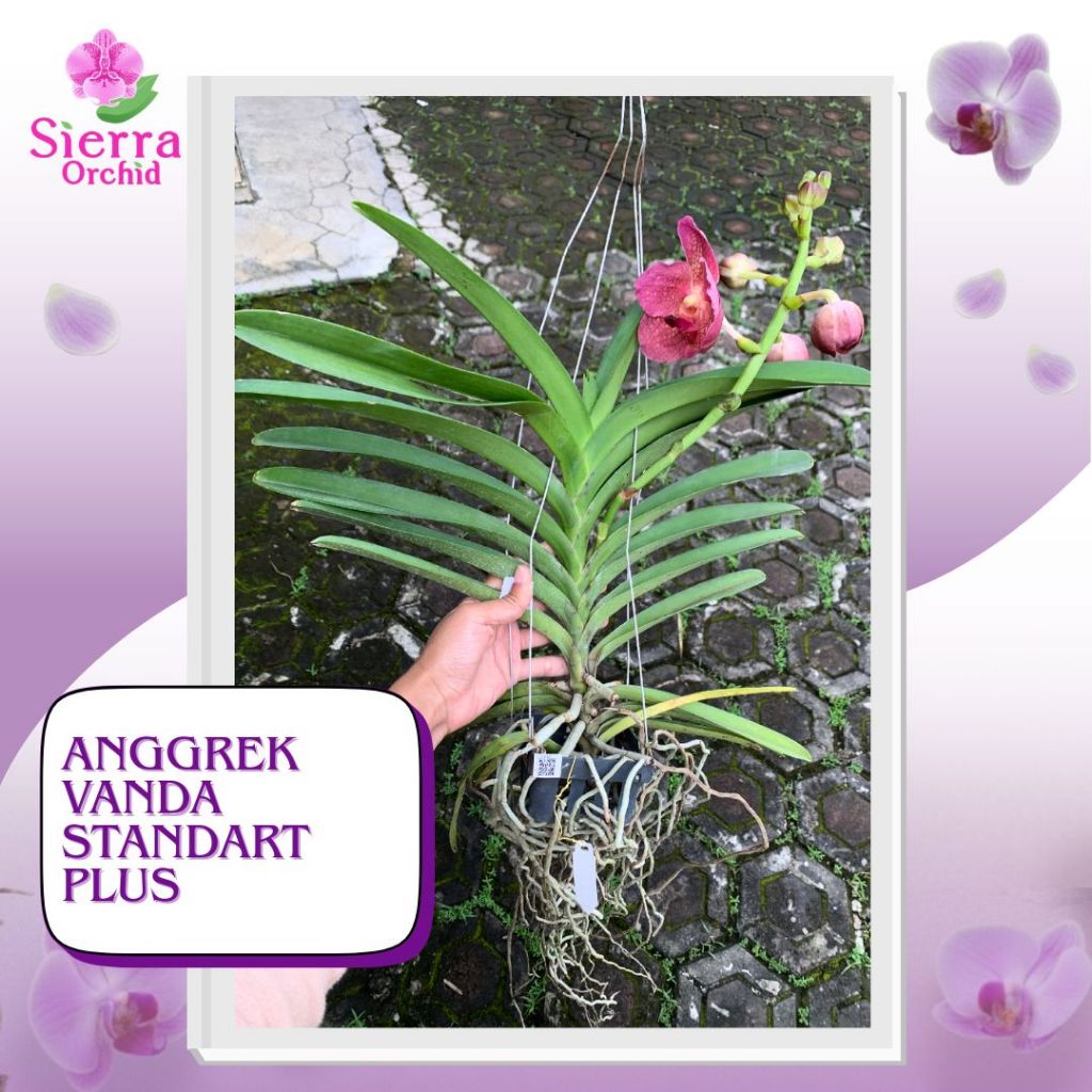 ANGGREK VANDA STANDAR PLUS