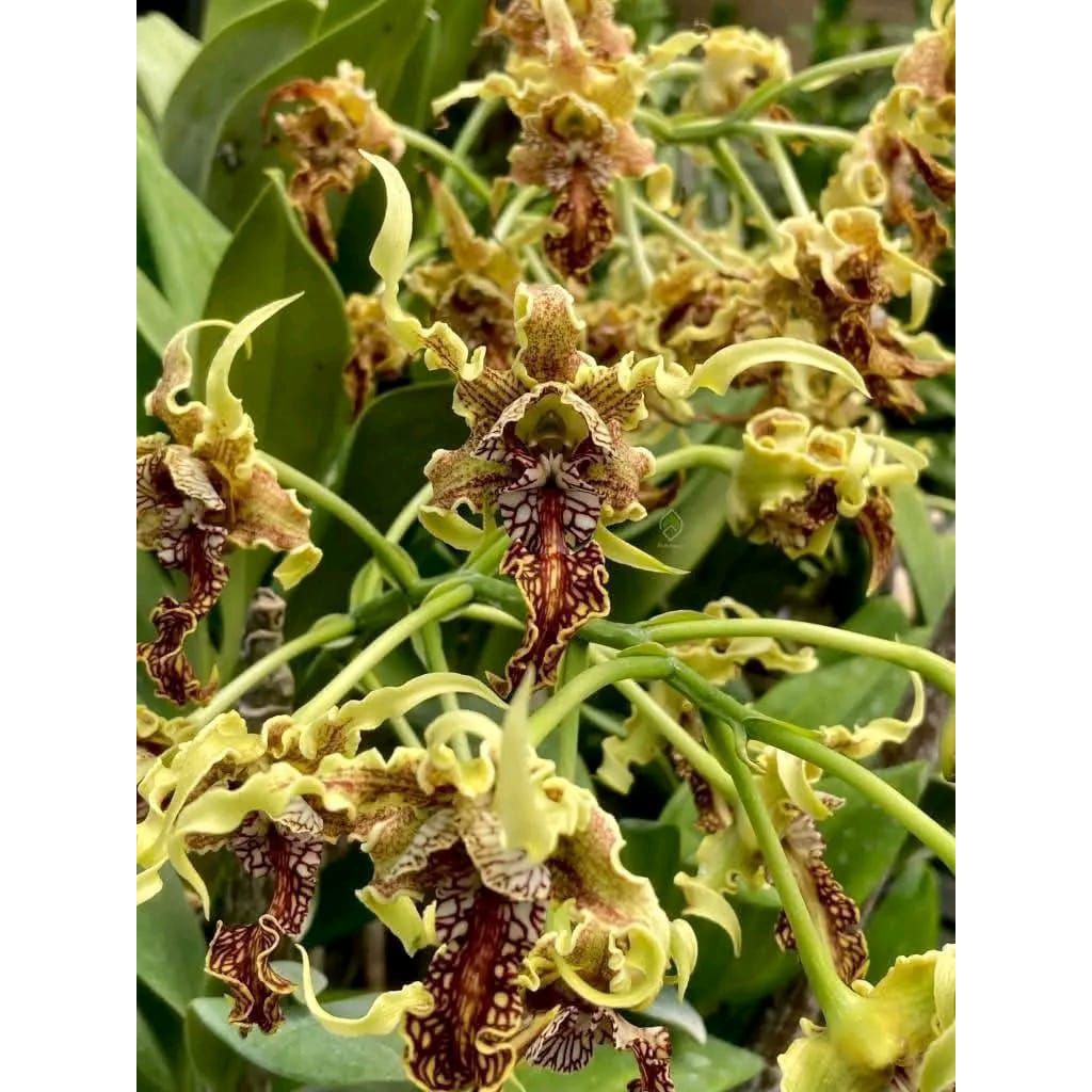 Dendrobium spectabile x Dendrobium Nora kandijo