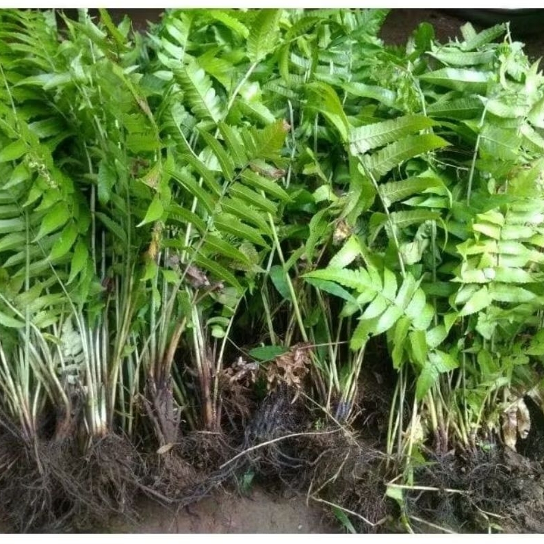 15 Bibit Pakis Sayur / Bibit Pohon pakis sayur / Bibit Tanaman Pakis Sayur