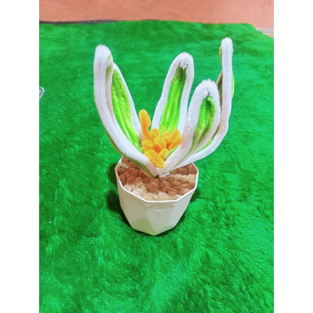 bunga pot lidah mertua