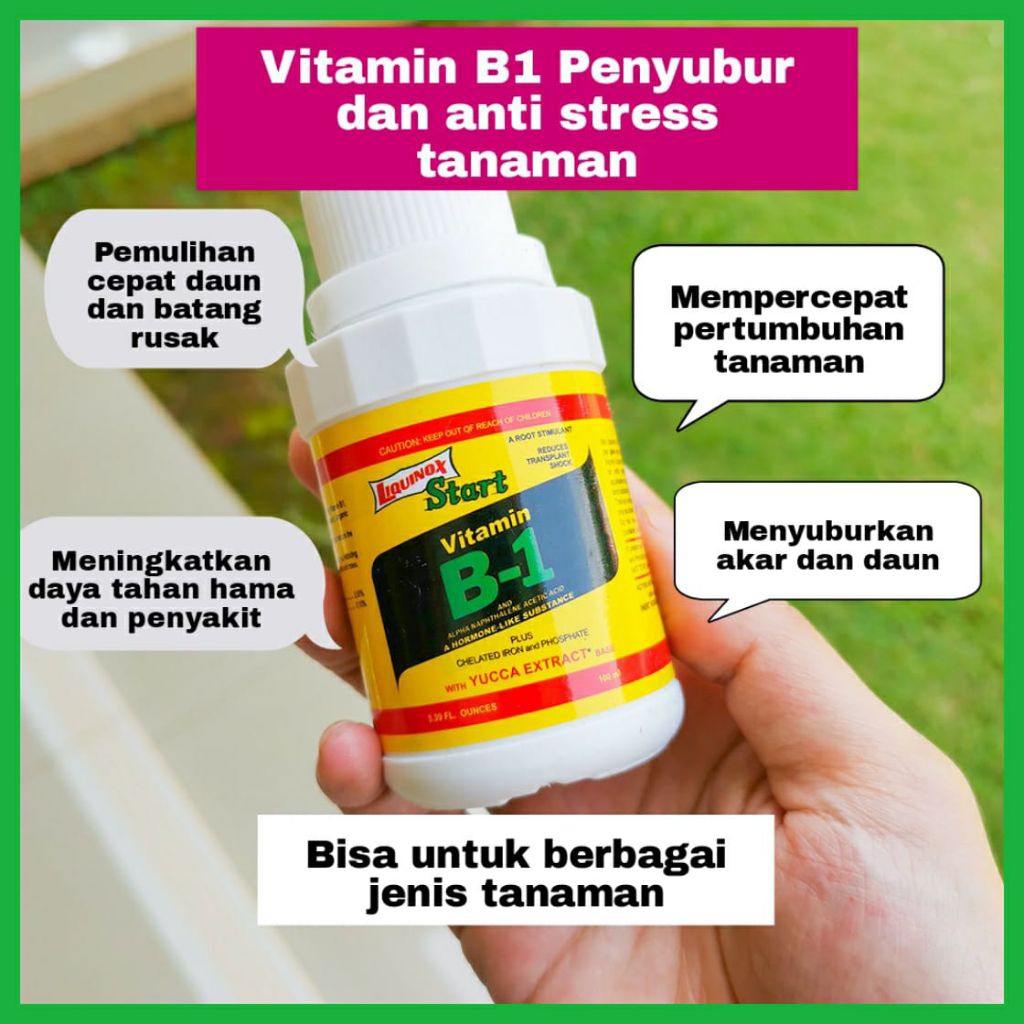 Pupuk vitamin B1 untuk tanaman