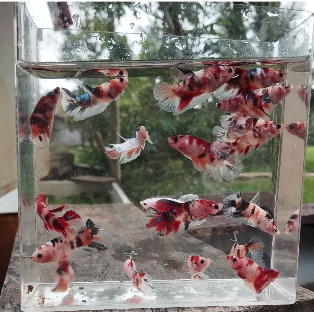 Cupang Jantan Nemo Koi Galaxi Bahanan Mutasi Size Random Usia Tiga Bulan