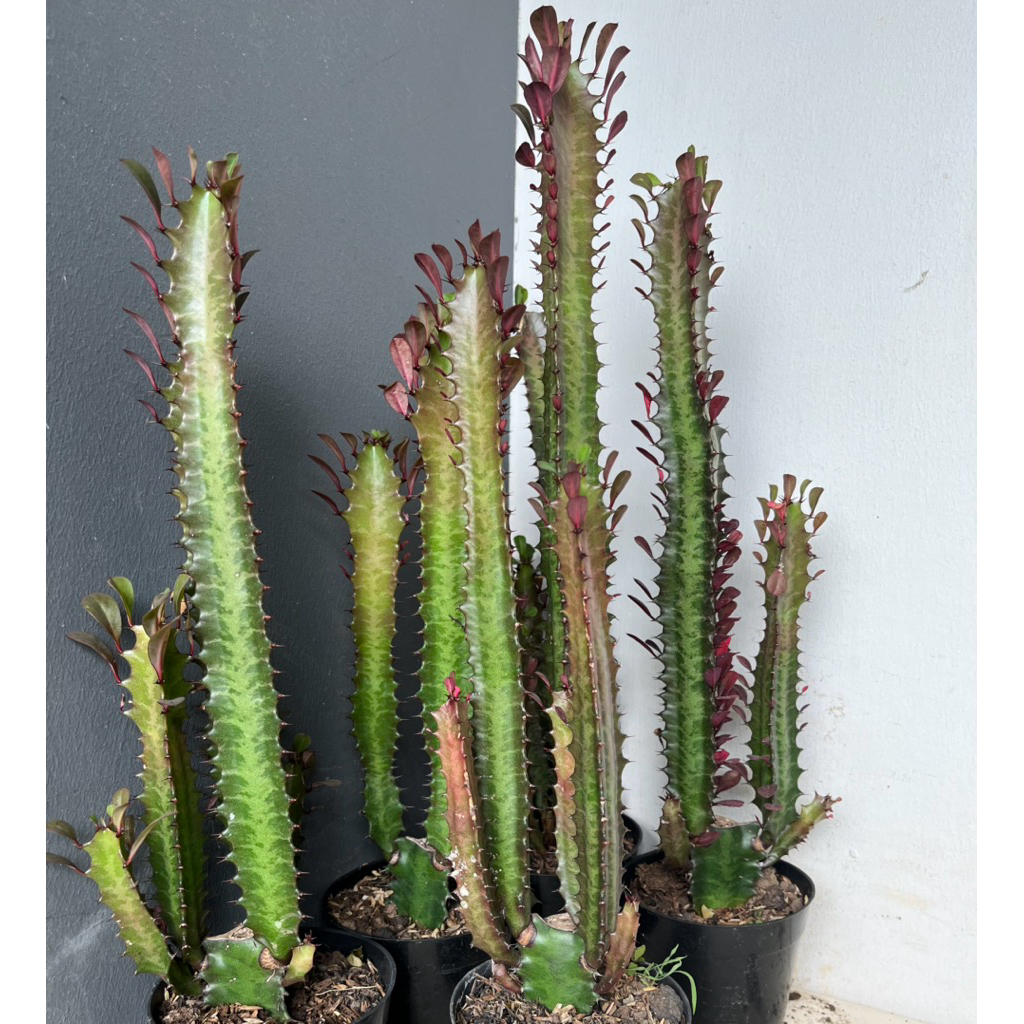 tanaman hias sukulen euphorbia trigona // sukulen african milk tree