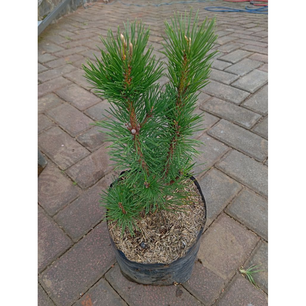 Tanaman Japanese Black Pine / Pinus Hitam