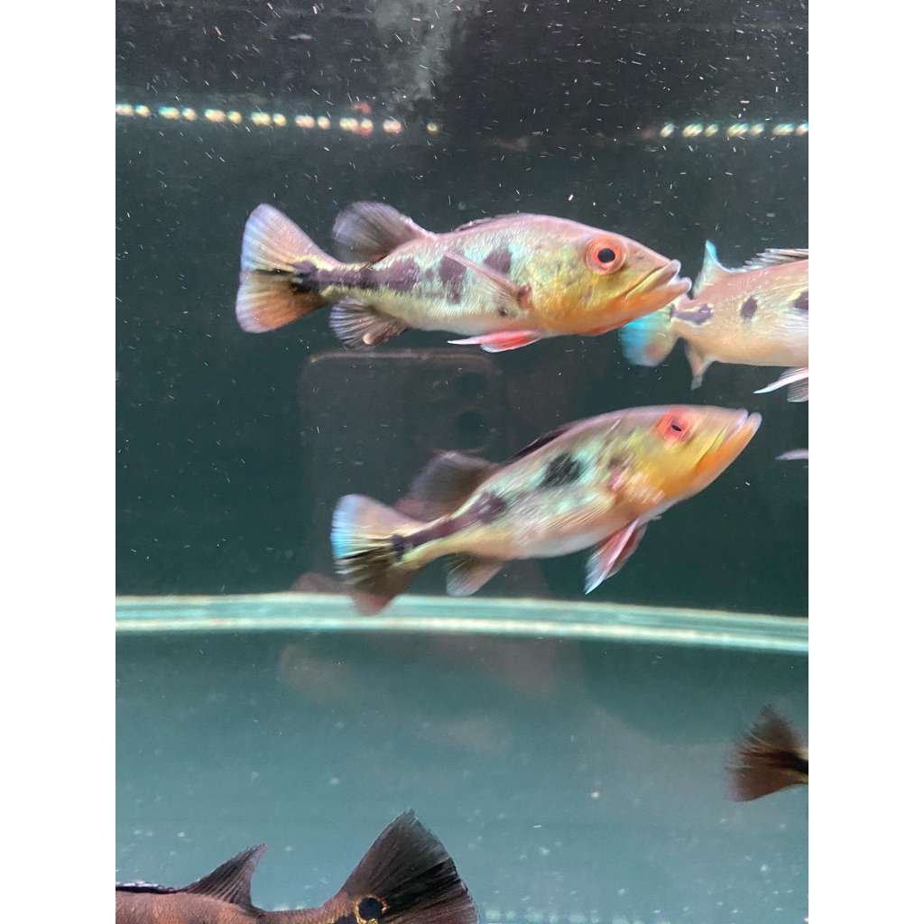 PBASS MONOBLOK 8-10CM PELET