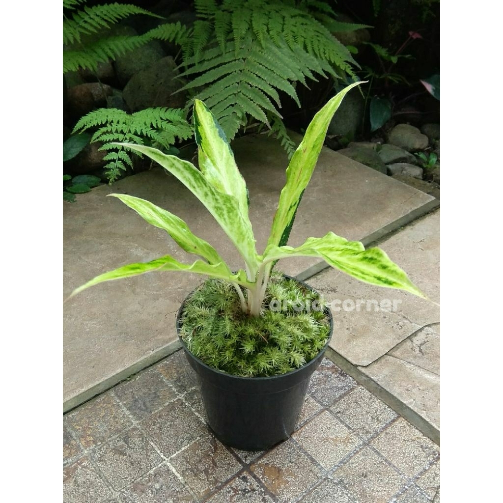 Aglaonema 'White Sunset' Aglonema Real Picture