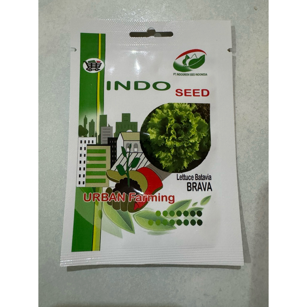 Benih selada  batavia  Brava