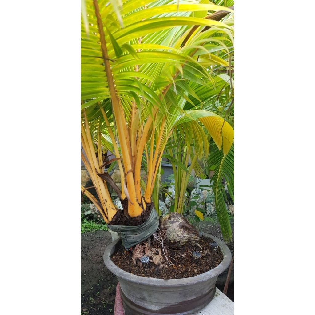 bonsai Kelapa Gading orange cabang 4