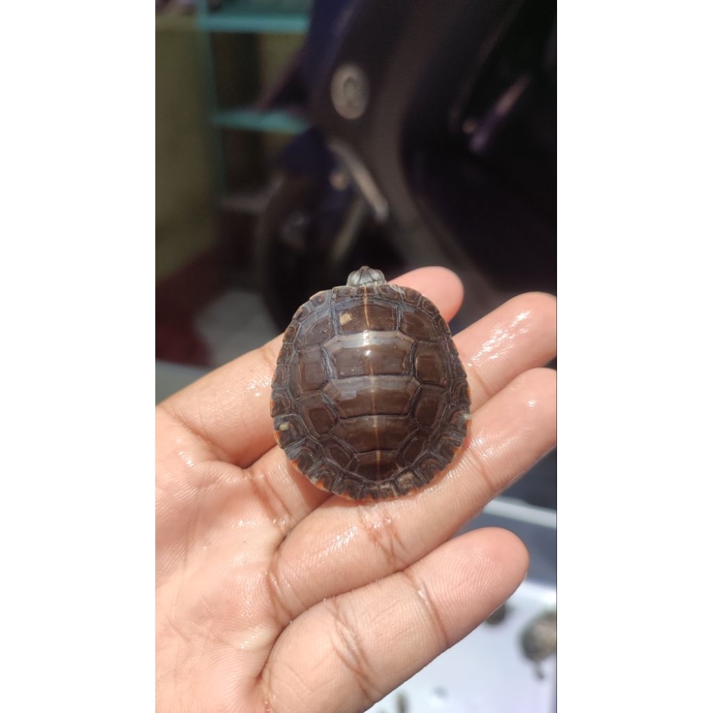 hiasan kura kura picta picta