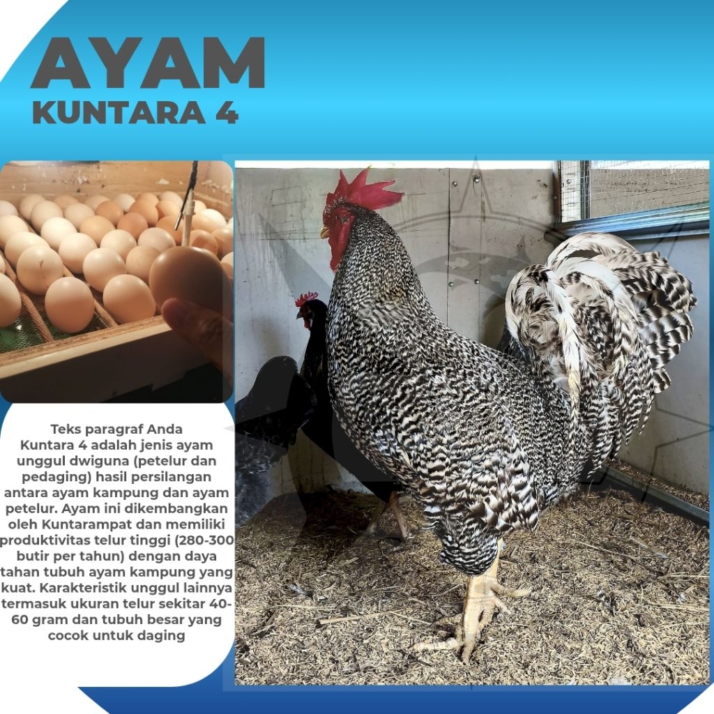 TELUR FERTIL AYAM KUNTARA 4