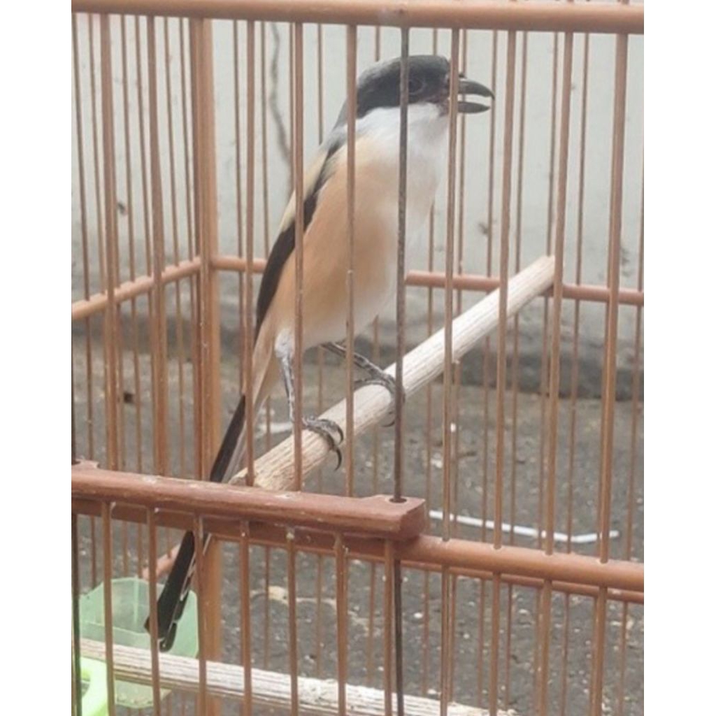 pentet gacoran/rawatan