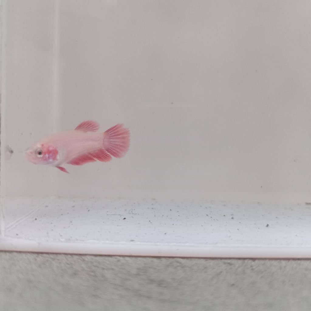 Benih Burayak Ikan Cupang Plakat Fancy/Marble (Base Candy) COD JANTAN/BETINA RANDOM