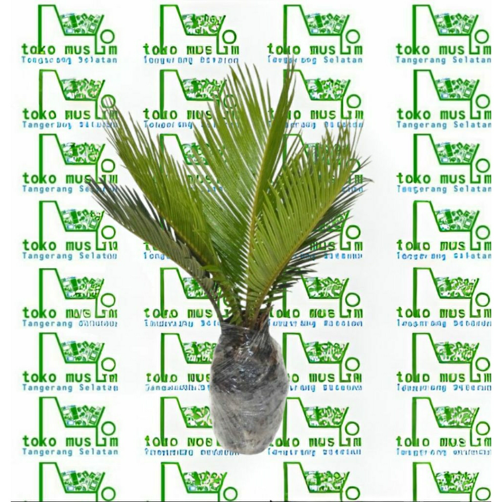 Bibit Pohon Kurma Arab jenis Ajwa