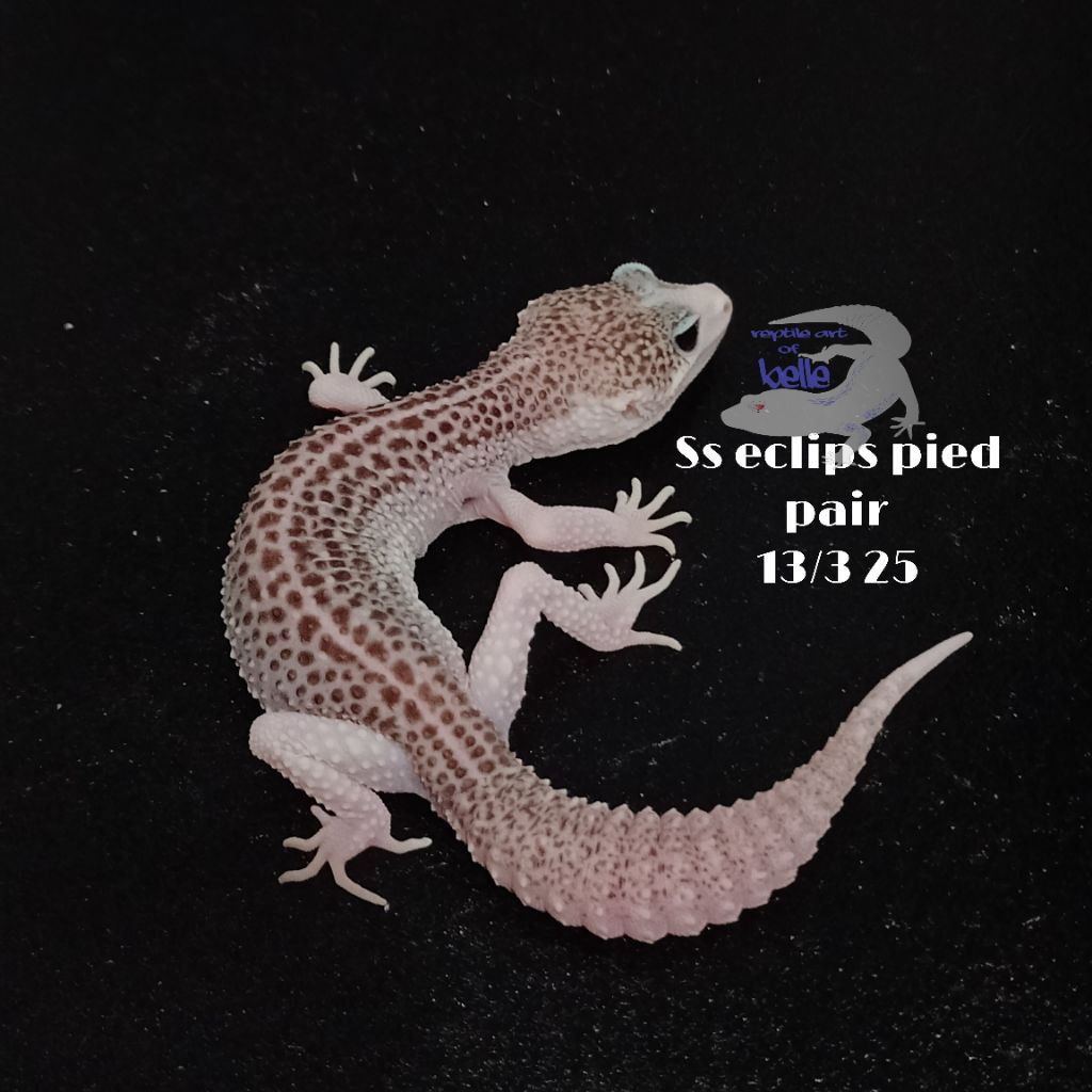 super snow eclips pied