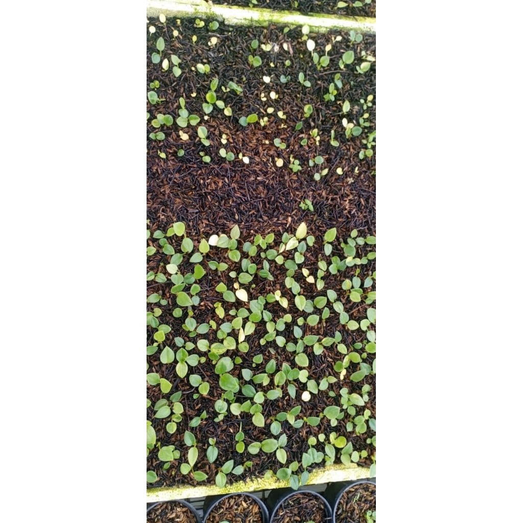 Beby jemani MK Silangan black sokeh