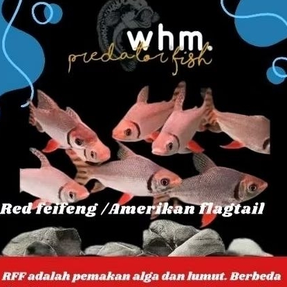 (mainan ikan) Rff Red faifaing / american flngtail all size 10-12cm
