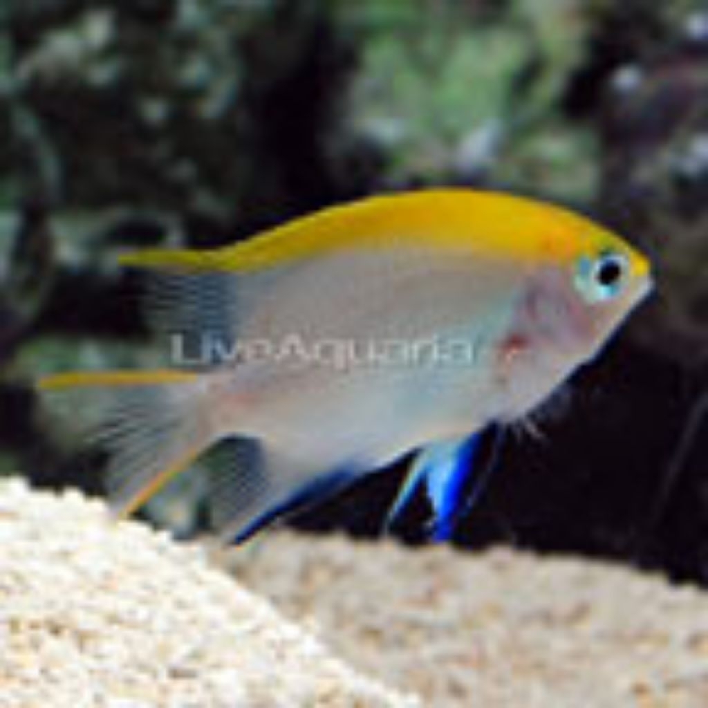 Ikan Hias Air Laut Betok Dasi Biru (Bluefin Damselfish)
