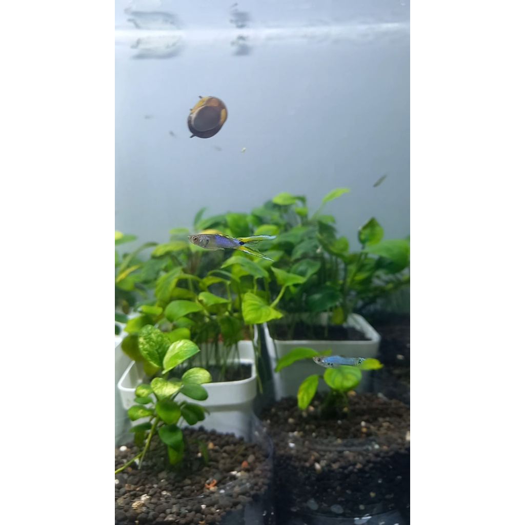 Packing bubble/ guppy Japan blue Double sword