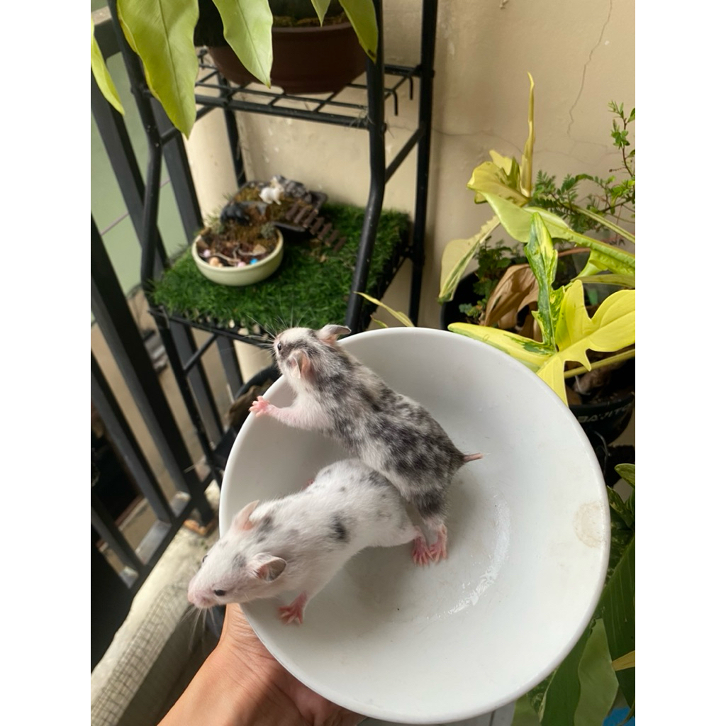 hamster syrian fujiyama paket 2 ekor