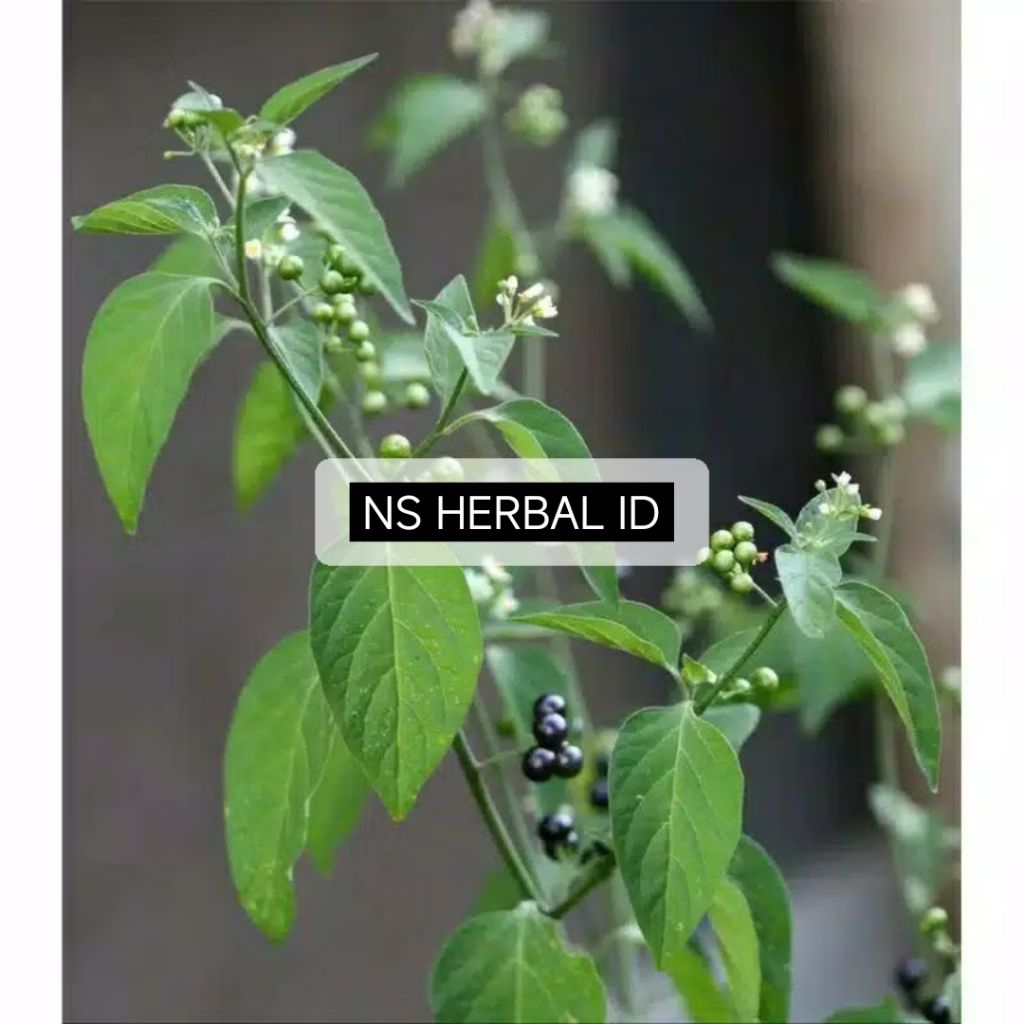 Daun ranti / leunca ayam / Leunca hutan. (segar 150 gram)