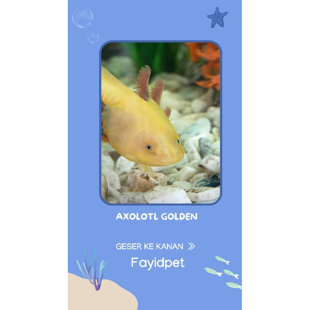 Perlengkapan aquarium, Axolotl Golden 6-7cm
