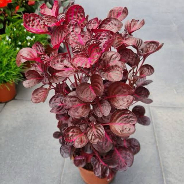 Tanaman Hias Bayam gendola daun merah / basella rubra - bayam malabar - malabar spinach