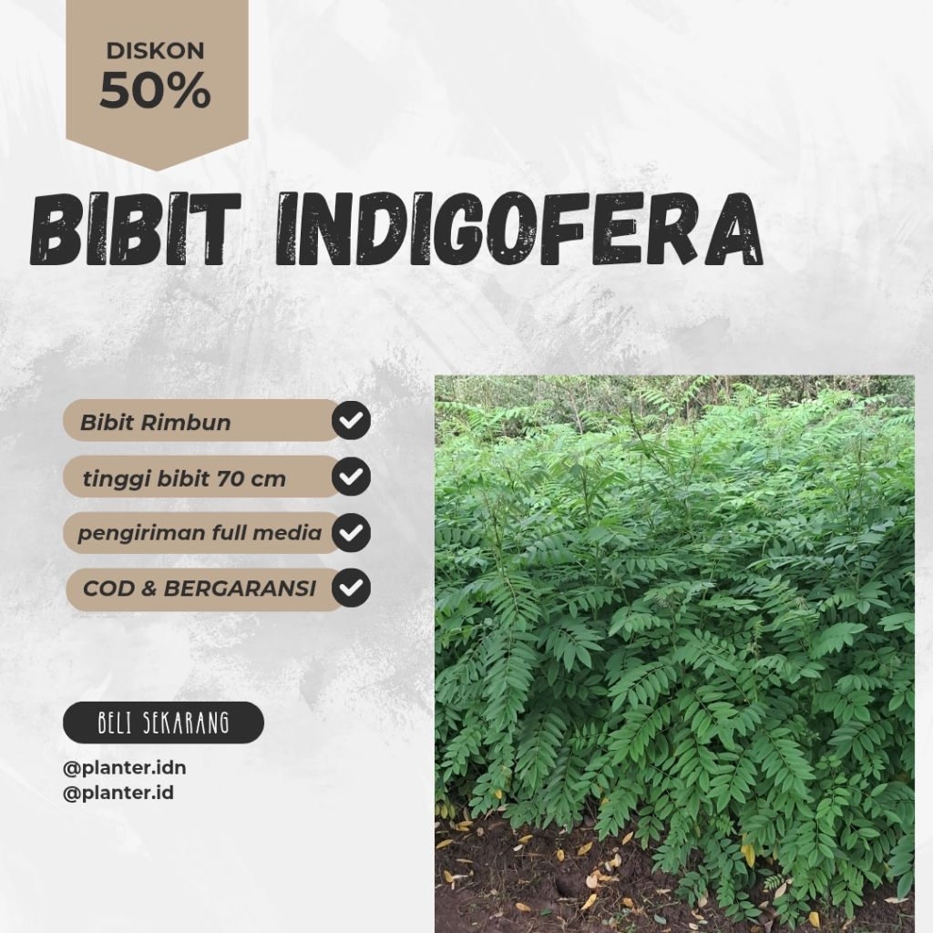 BIBIT INDIGOFERA SIAP TANAM DAN BERGARANSI
