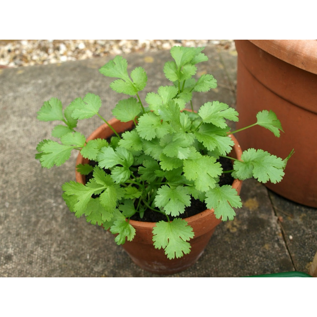 Tanaman Daun ketumbar segar