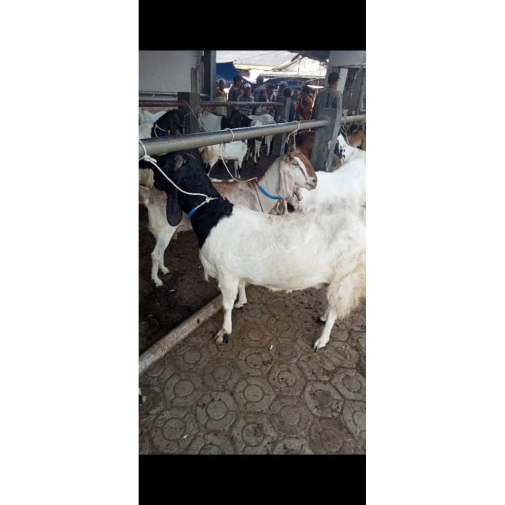 Tambang Kambing/Tali Wedus