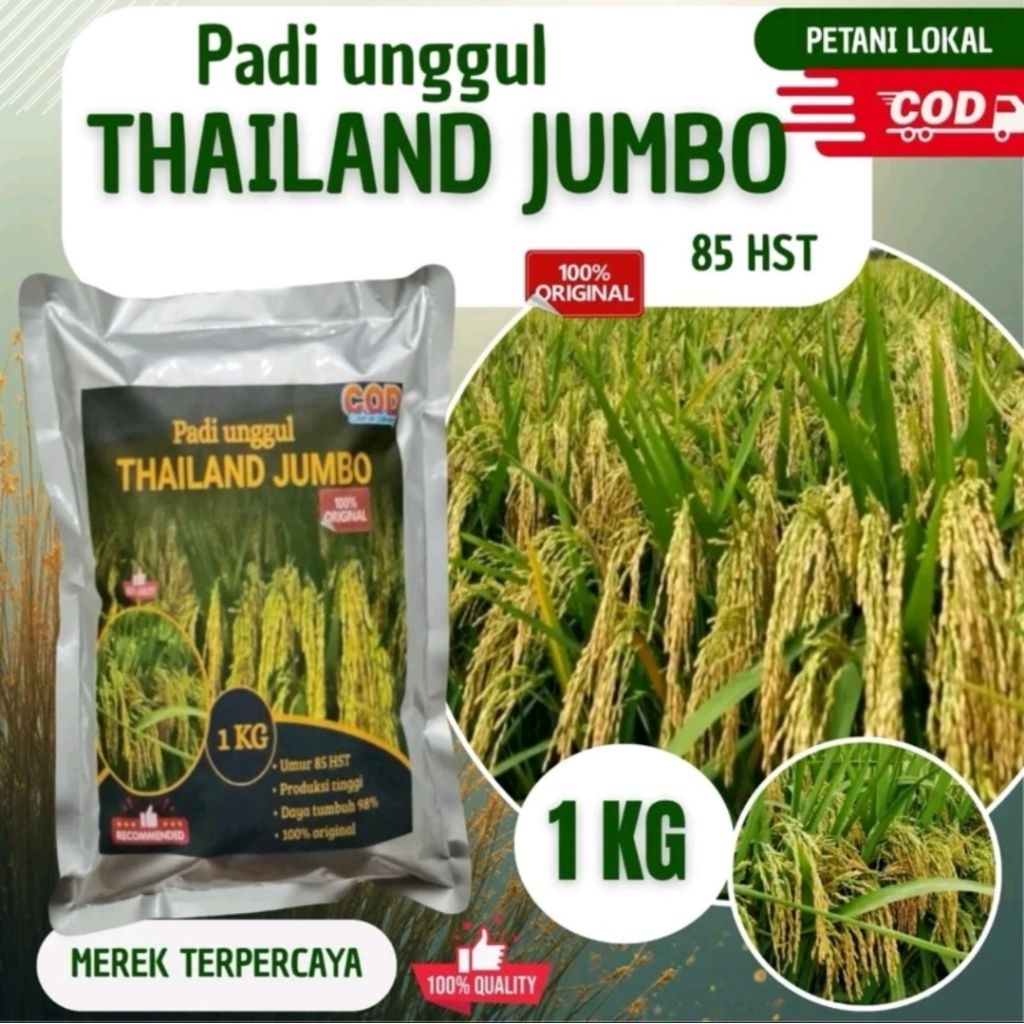 BIBIT UNGGUL BERKWALITAS THAILAND JUMBO Original  kemasan 1 kg tanaman padi unggul, benih padi unggu