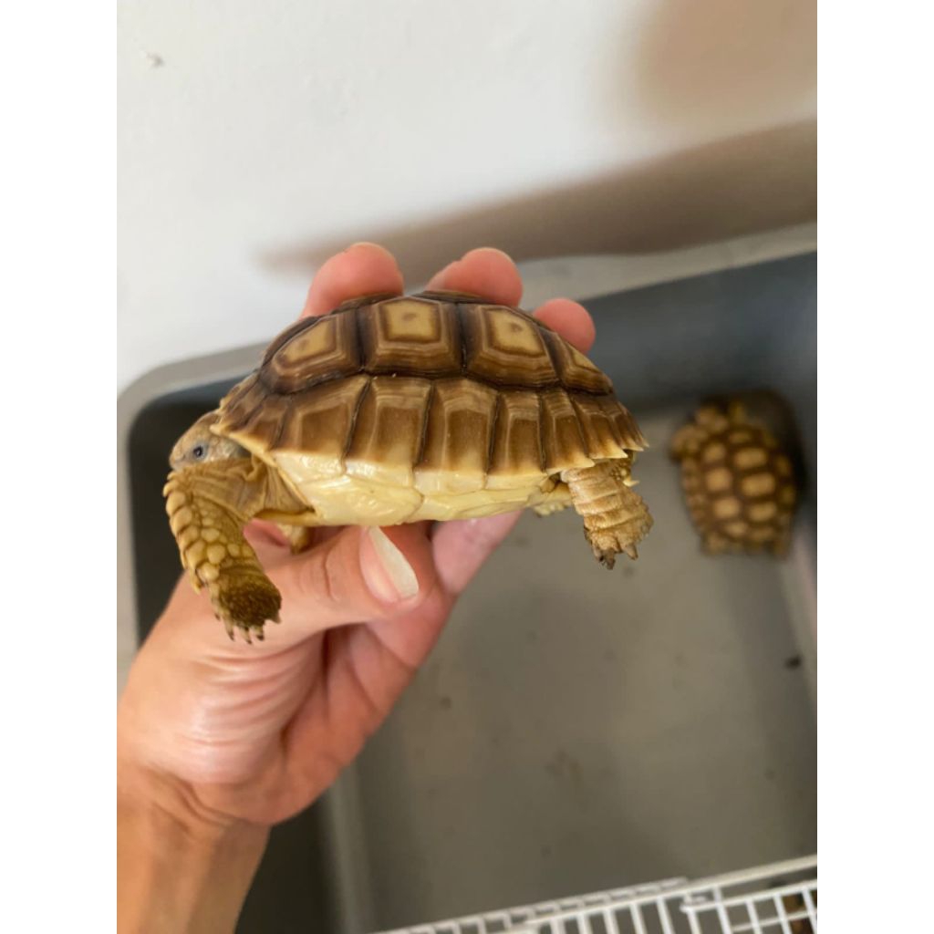 Kura kura sulcata size 7 - 8 cm