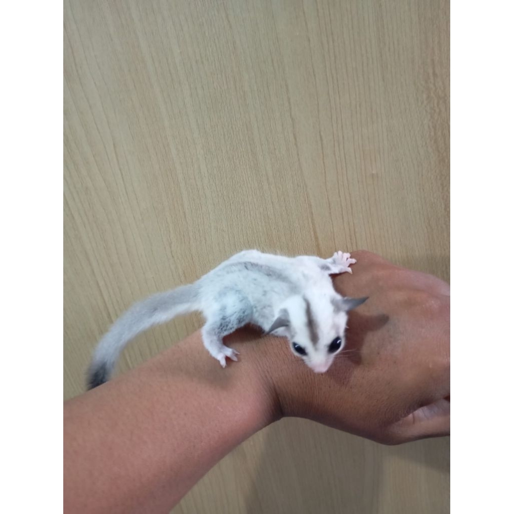 Sugar Glider White Face Platinum Jantan Usia 1.5Bulan