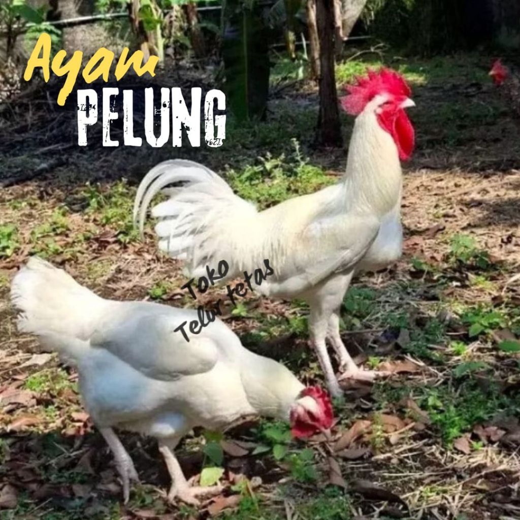TELUR AYAM PELUNG  FERTIL JUMBO ORI untuk ditetaskan