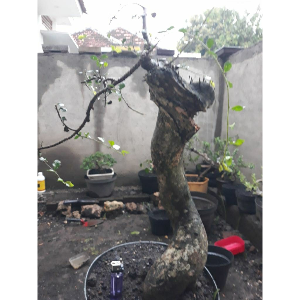 Bahan Bonsai Serut Bunjin