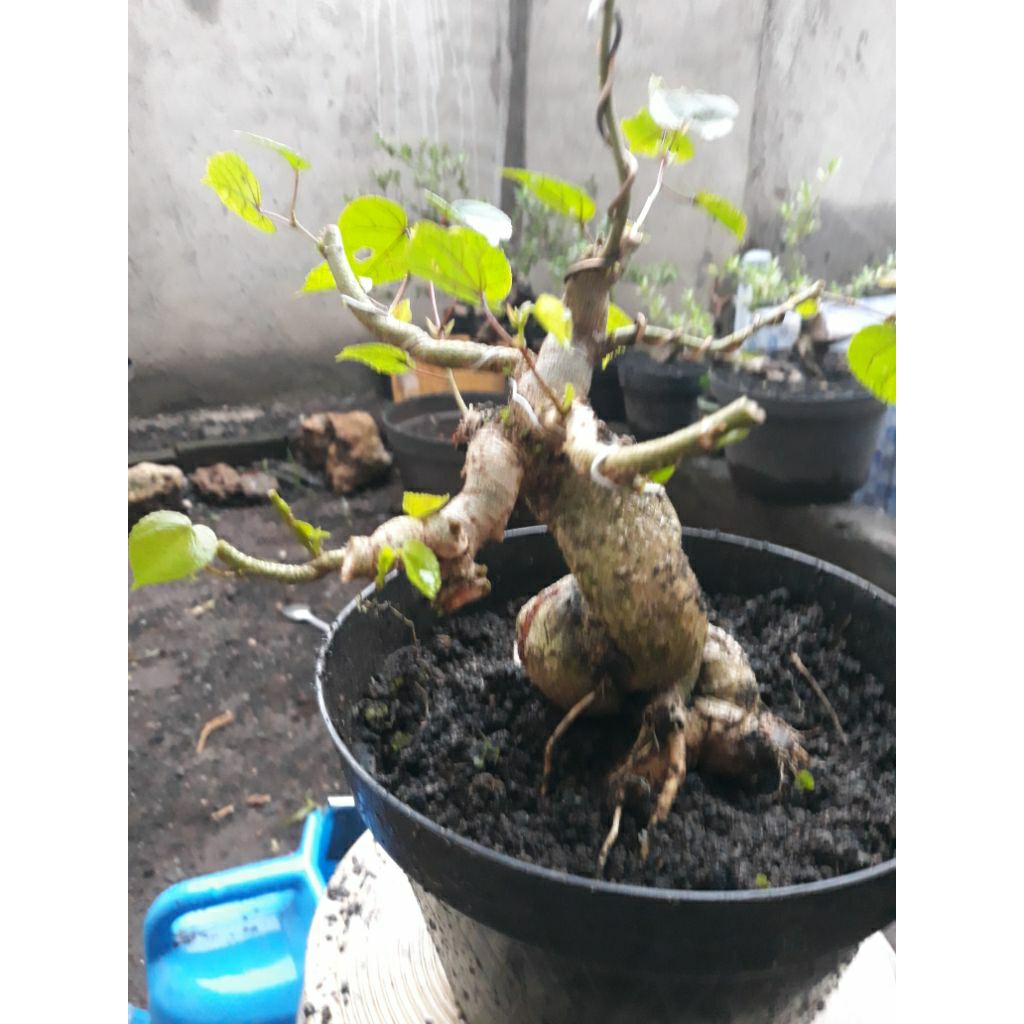 Bahan Bonsai Waru lokal