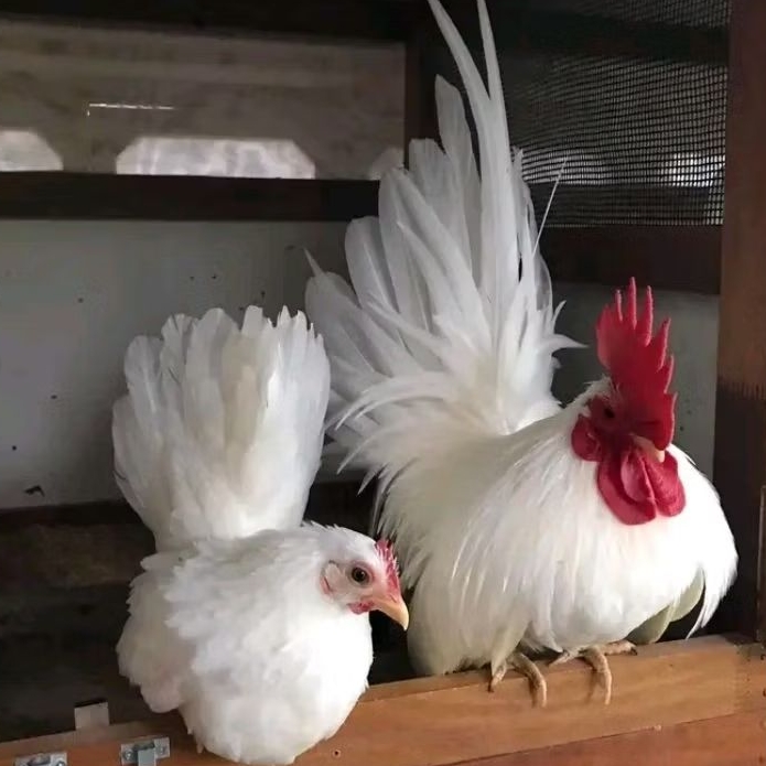 TELUR  AYAM HIAS KATE CEPER untuk ditetaskan