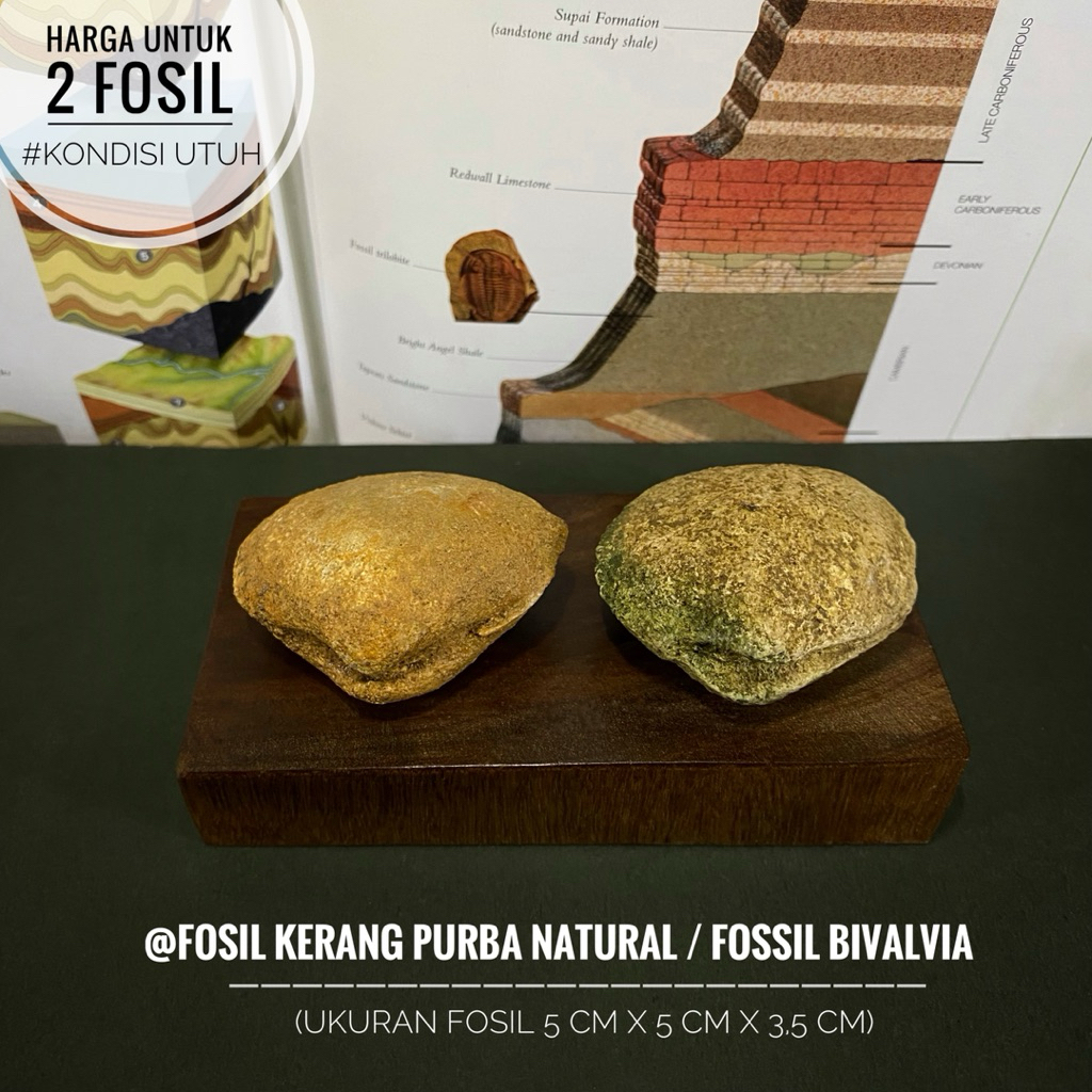 Fosil Kerang Purba Natural B31 atau Fosil Bivalvia atau Fosil Kijing atau Fosil Keong atau Fossil Sh