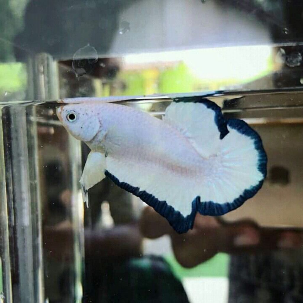 PLAKAT BLU RIM MALE RIM TIPIS