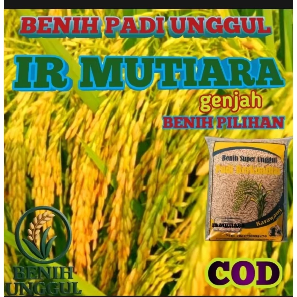 benih padi ir mutiara super kemasan 5kg