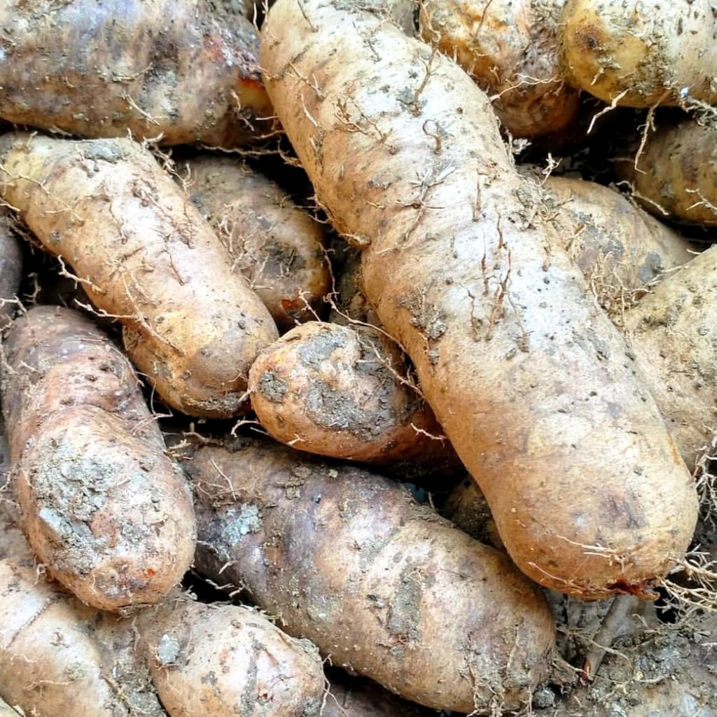 BIBIT UMBI GEMBILI KETAN PULEN || SANGAT MUDAH TUMBUH