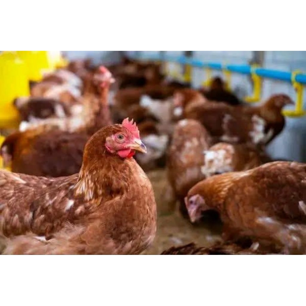 Ayam petelur jenis Isa brown usia 18 Minggu