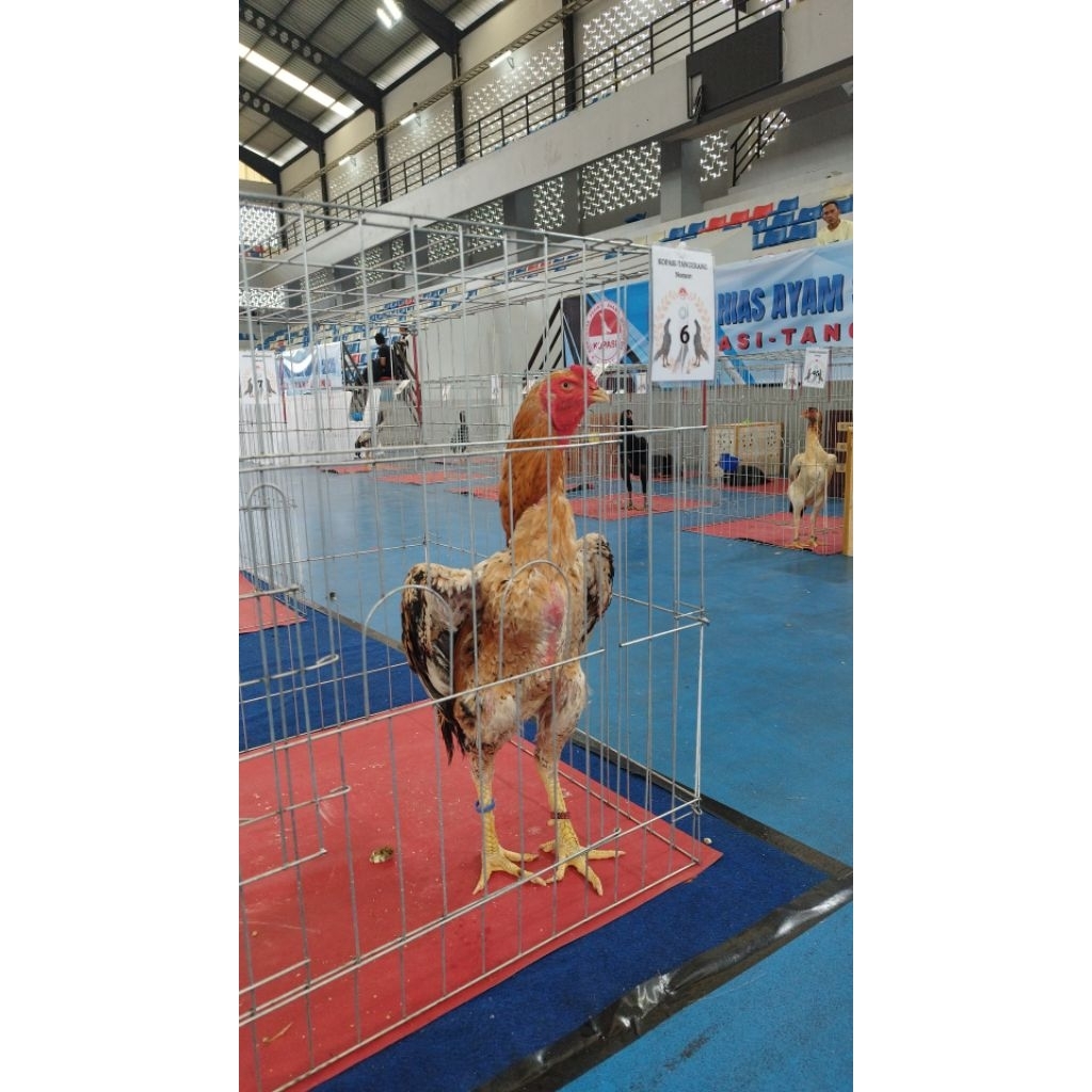 Telur O'Shamo Eropa Zucter