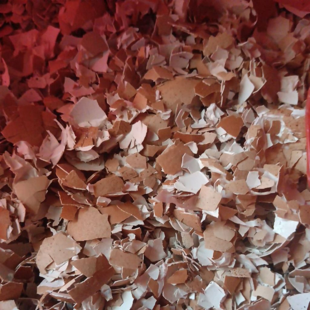 Cangkang telur seteril 1kg