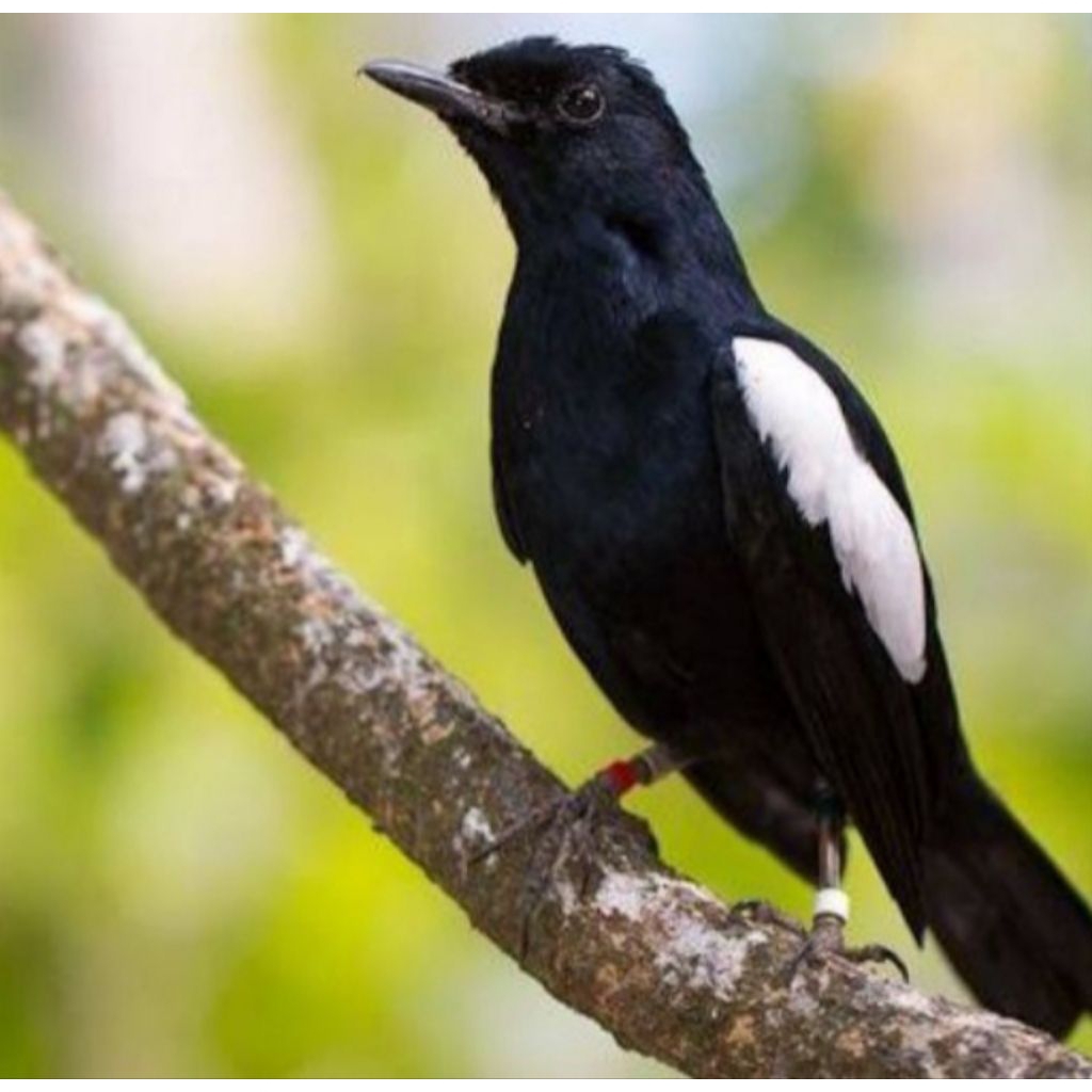 Kacer  bahan  pilihan dada hitam